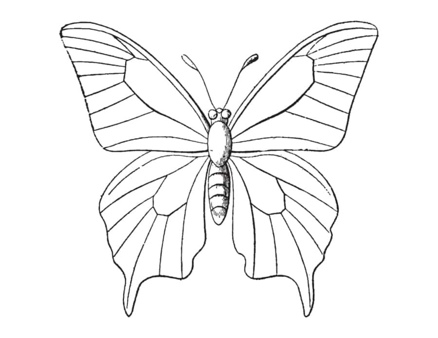 Butterfly Sketch Patterned Wings Kids Coloring Pages Pdf Free Vectors